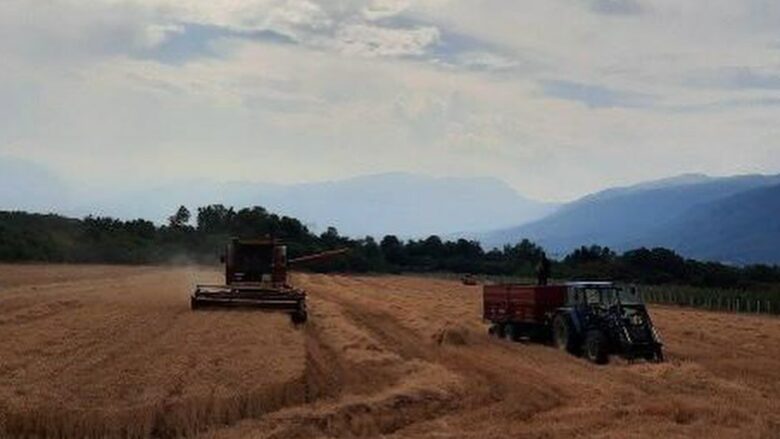 Korrja e grurit, Qendra Korrektuese në Dubravë arrin në 31,800 kilogramë për vitin 2024