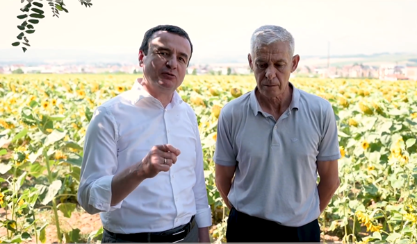 Pas grurit në ara me lulediell, Kurti te fermeri që Ministria i dha subvencion: Të lumtur që kemi kujt t’i ndihmojmë
