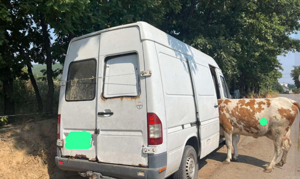 Arrestohen tre persona për vjedhjen e një lope në Suharekë