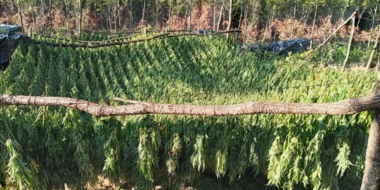 Ky është personi i arr’estuar për kultivimin e 1 toni kanabis afër Pejës