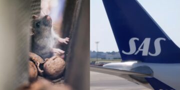 Aeroplani bën ulje emergjente, miu surprizon pasagjeren gjatë fluturimit!