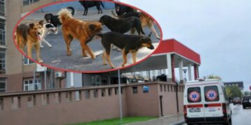 Qentë endacak i shkaktojnë lëndime serioze një personi në oborrin e ShSKUK-së, suharekasi përfundon në emergjencë