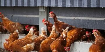 Dogana sekuestron 750 pula në Gjilan, dyshohet se u kontrabanduan nga Serbia