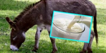 Mjeku shqiptar propozon qumështin e gomaricës si ilaç për gripin