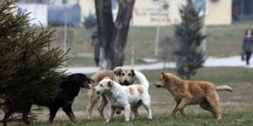 Qendra e Studentëve i drejtohet Komunës së Prishtinës: Situata me qentë endacakë shumë e rrezikshme