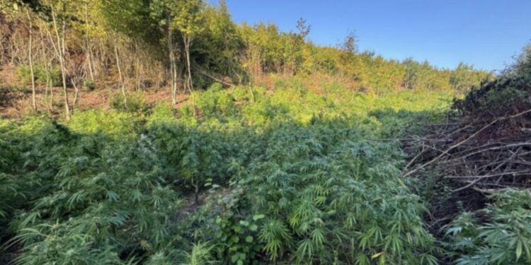 Kapet në Vërmicë i dyshuari për më shumë se 1 ton drogë në vlerë 5 milionë euro