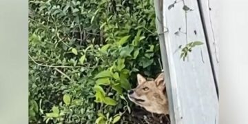 Një kafshë e dyshimtë shfaqet në Dragodan, disa thonë ujk e disa dhelpër/Pamjet