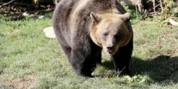 Në Mal të Zi mund të keni takime të afërta me arinjtë, në Kosovë bëhet thirrje për kujdes