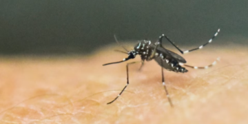 OBSH paralajmëron për përhapjen e virusit ‘chikungunya’ nga mushkonjat