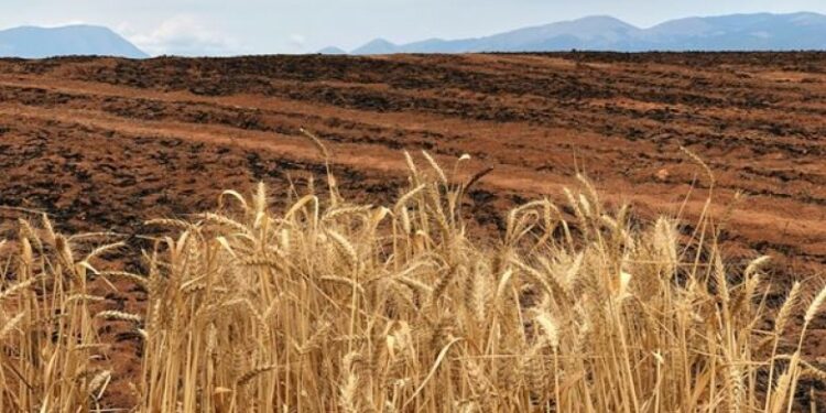 Bujqit e ‘shkrumbuar’, të pa shpresë e në pritje të ndihmës nga shteti