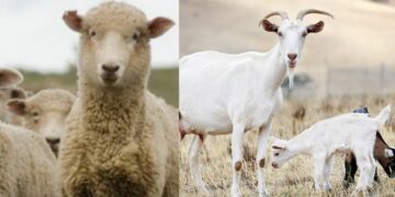 Kosova ndalon importin e kafshëve të gjalla nga Serbia, shkak shpërthimi i dy sëmundjeve