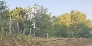 Dalin pamjet – Gjarpër disa metrash filmohet në Suharekë/VIDEO