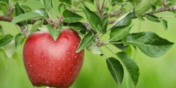 Dieta e mollës, për të pastruar trupin dhe për të humbur peshë