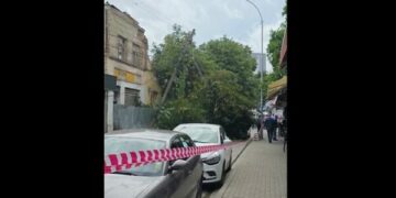 Rrëzohet pema gjigante në Prishtinë, i zë disa vetura