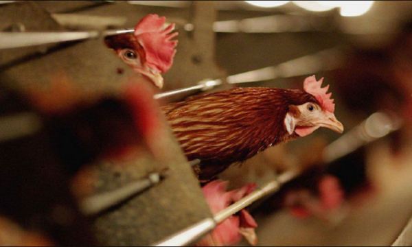 AUV ndalon importin e shpezëve dhe nënprodukteve të tyre nga disa zona të Gjermanisë