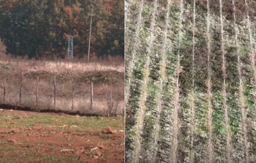 Mijëra euro subvencione nga Ministria e Bujqësisë për familjarët e Agron Kuçit, toka s’është tani e punuar