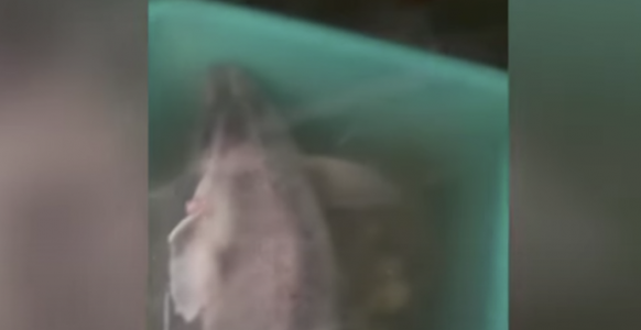 Kapet peshkaqeni ‘derr’ në ujërat e Radhimës, pesha e tij 35kg (VIDEO)