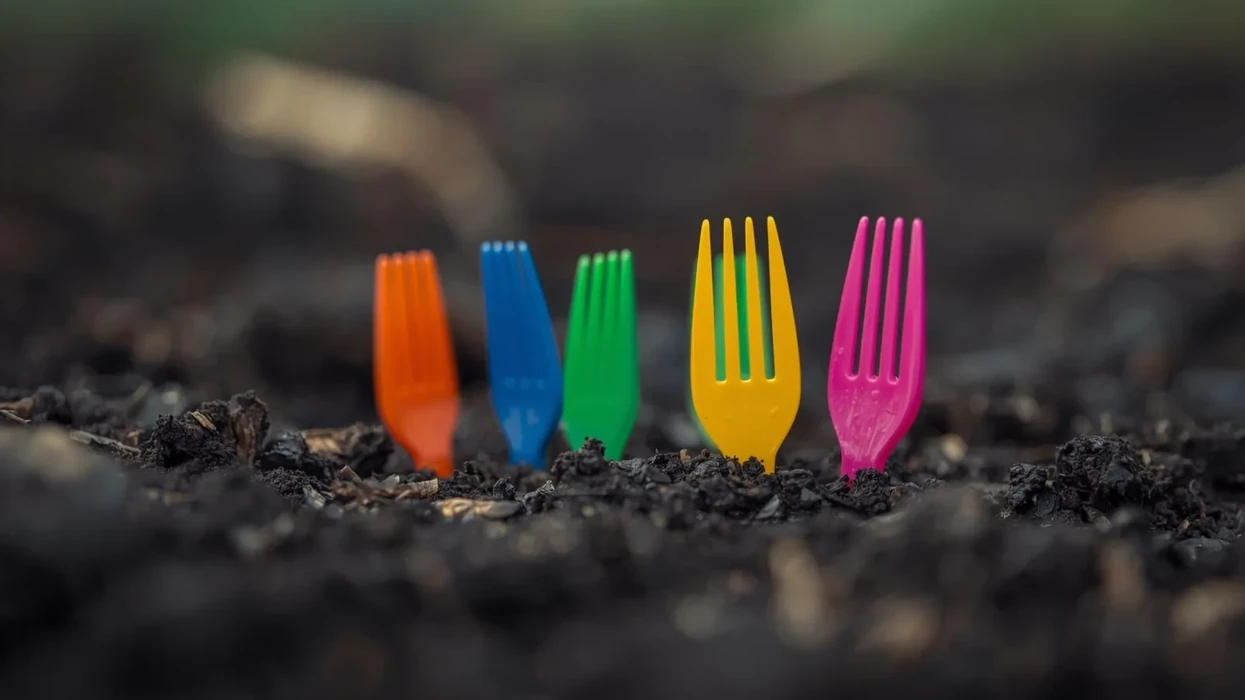 Një ide e çuditshme, por efektive: Ja si ndihmojnë pirunët plastikë në mbrojtjen e kopshtit