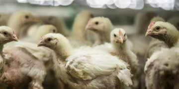 AUV ndalon importin e shpezëve dhe produkteve të tyre nga disa regjione të Polonisë