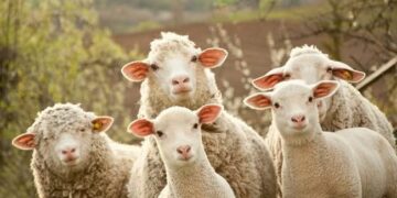 Ndalohet importi i deleve dhe dhive nga Maqedonia e Veriut