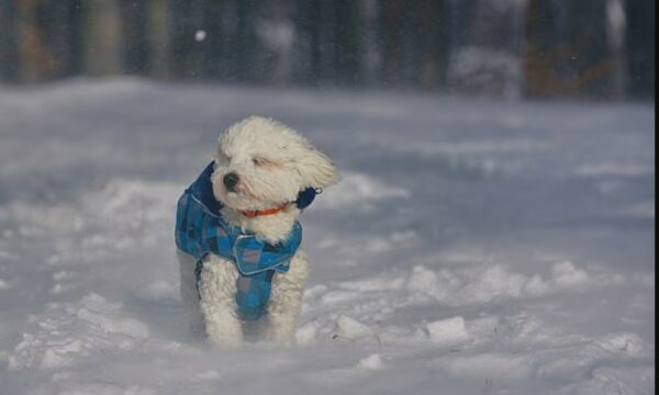 Veterinarët paralajmërojnë shenjat që tregojnë se kafsha juaj e ka ftohtë