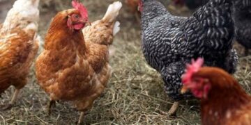 Vjedhje e rëndë në fermë pulash, hajnat marrin dy trafo rryme, dëmi mbi 30 mijë euro