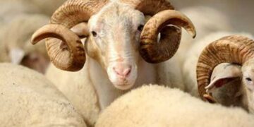 AUV paralajmëron ndëshkime për shitjen dhe therjet ilegale të kafshëve