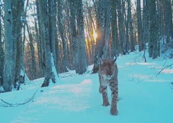 Moment i rrallë: Kapet në inçizim “Rreqebulli i Ballkanit” në Kërçovë