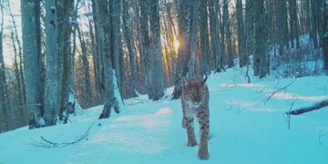 Moment i rrallë: Kapet në inçizim “Rreqebulli i Ballkanit” në Kërçovë