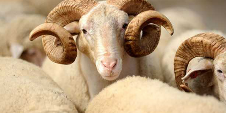 Konfirmohet rasti i parë i lisë së deleve/dhive në Kosovë