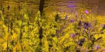 Laboratori i madh i drogës zbulohet në një fshat të Pejës: Krejt çka dihet