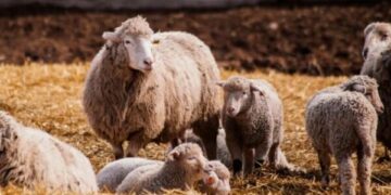 Ndalohet importi i deleve e dhive nga Shqipëria, shkak murtaja – AUV thirrje fermerëve për kujdes