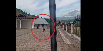 Tre arinj hyjnë në oborrin e një familjeje në Hoçë të Prizrenit