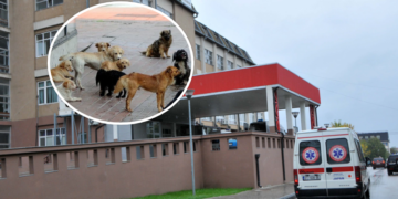 Një mjek dhe një punëtore shëndetësore sulmohen nga qentë endacakë në QKUK