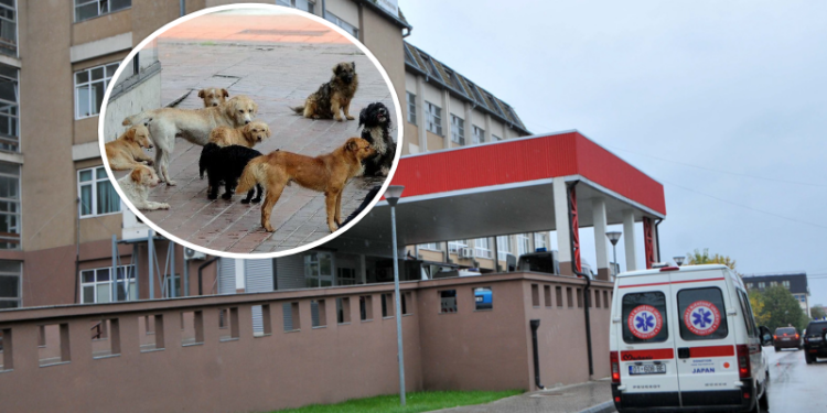 Një mjek dhe një punëtore shëndetësore sulmohen nga qentë endacakë në QKUK