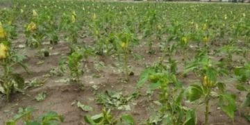 Skenderaj nis evidentimin e dëmeve nga breshëri, rreth 60 hektarë grurë të dëmtuar vetëm në Vajnik