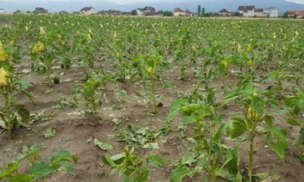 Skenderaj nis evidentimin e dëmeve nga breshëri, rreth 60 hektarë grurë të dëmtuar vetëm në Vajnik