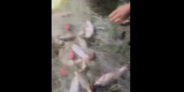 Gjenden rrjeta ilegale në Ujman dhe disa lumenj, kishin zënë dhjetëra peshq