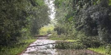 Ndryshon shpejt moti në Istog, shiu i rrëmbyeshëm e era rrëzojnë lisat e një shtyllë elektrike