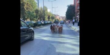 Tufa e dhive e prish rutinën  e trafikut mbrapa Teatrit, marshon nëpër rrugën kryesore