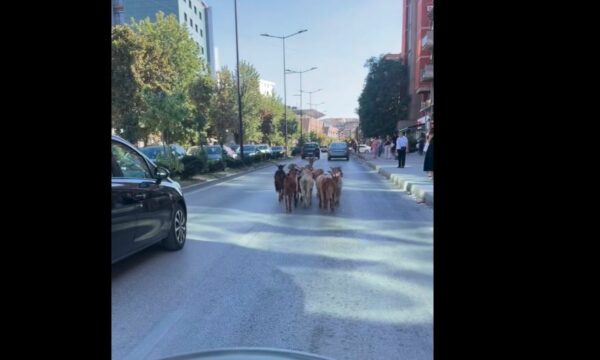 Tufa e dhive e prish rutinën e trafikut mbrapa Teatrit, marshon nëpër rrugën kryesore