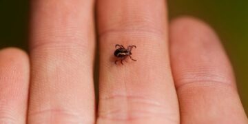 Zbulohet virus i ri në Kinë: Transmetohet nga rriqrat