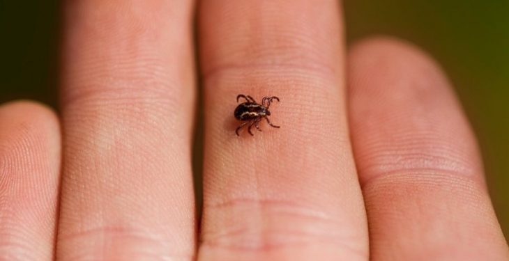 Zbulohet virus i ri në Kinë: Transmetohet nga rriqrat