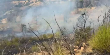 Alarm në Kropisht të Shqipërisë, flakët ‘përpijnë’ ullinjtë dhe rrezikojnë shtëpitë