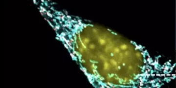 Kur sistemi imunitar ndihmon tumorin të rritet, si një sinjal inflamator mund të kthejë qelizat imune në “aleate” të kancerit
